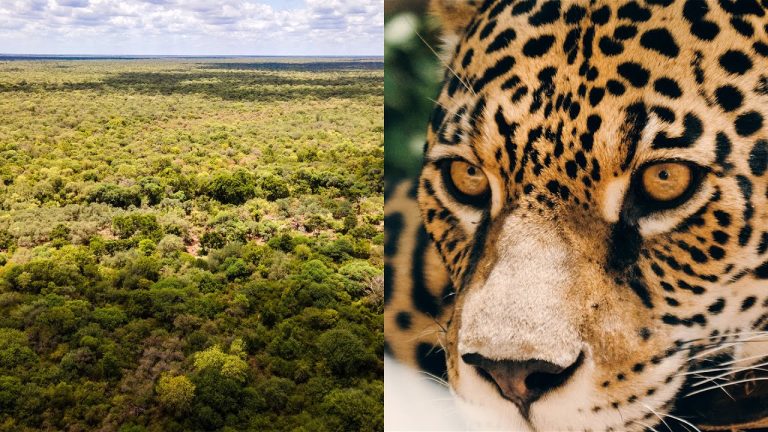 Regreso del yaguareté en El Impenetrable tras tres décadas de ausencia