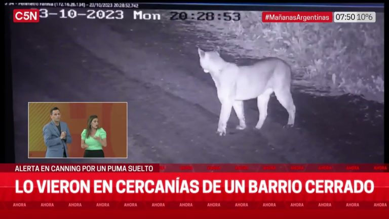 Avistamiento de puma en las cercanías de un barrio privado en pilar causa alarma