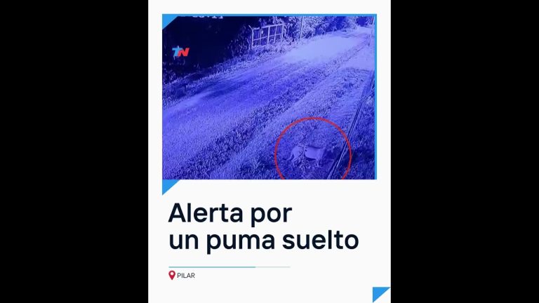Nuevas fotos del puma capturadas en Pilar del Este