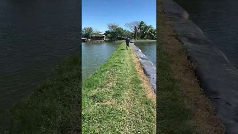 Se abre la primera granja acuícola en la Patagonia: su potencial impacto en la economía