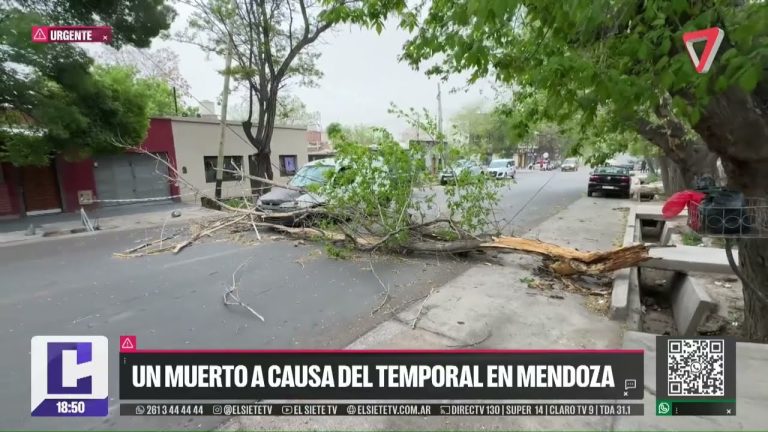 Tragedia en Mendoza: un árbol cae sobre un coche y provoca la muerte de una mujer