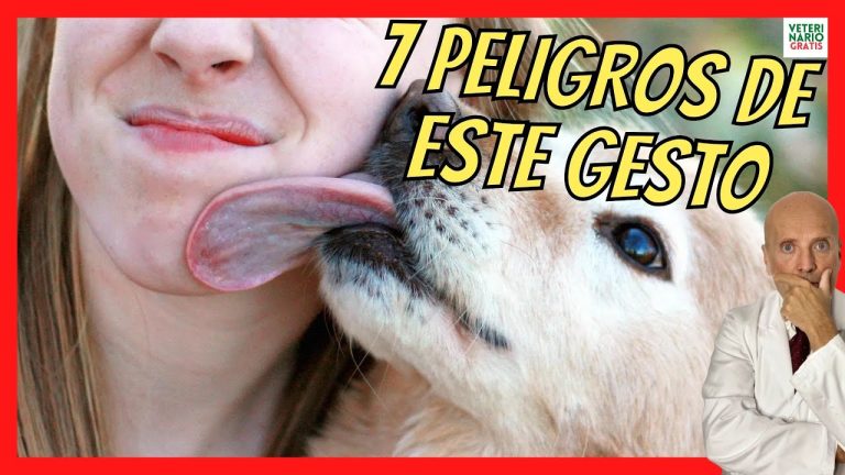 Aumentan los reportes de un mal silencioso que los perros pueden contagiar y hace peligroso darles besos.