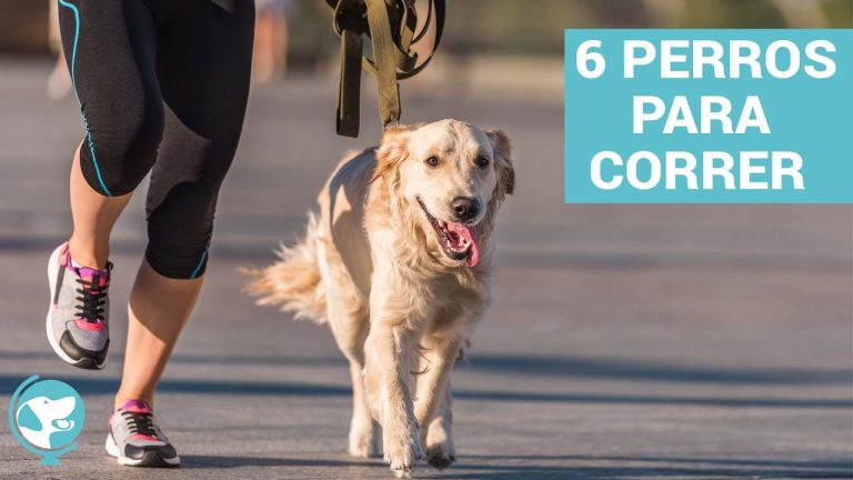 Carrera para corredores y sus perros este fin de semana.