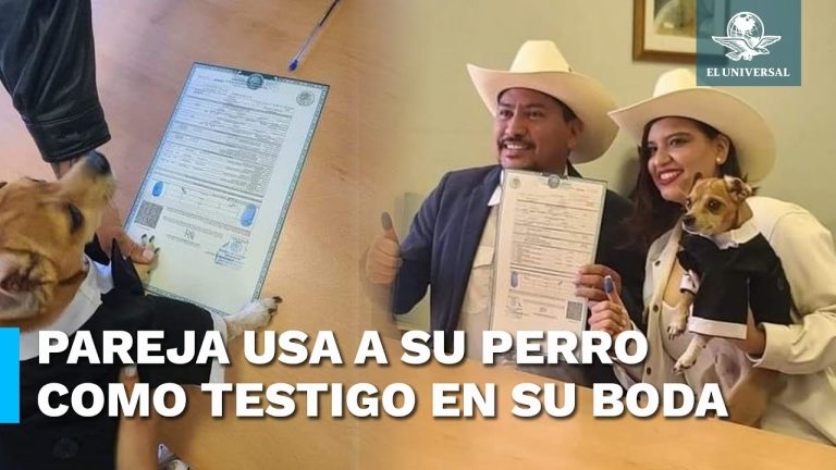 Permiten a pareja casarse en el registro civil con sus cinco mascotas como testigos