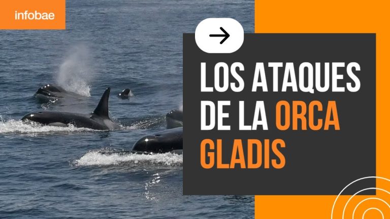 Preocupación en Tierra del Fuego por hallazgo de 26 orcas fallecidas: los expertos investigan las causas