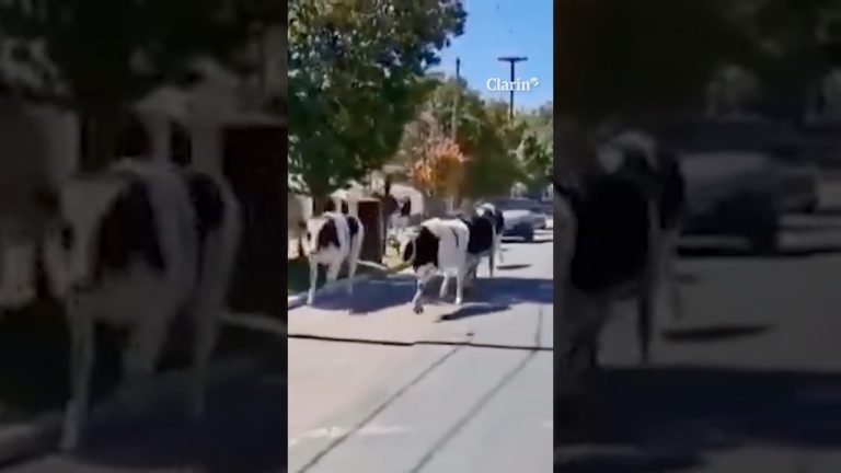 Camión jaula pierde frenos, volca y provoca la fuga de 23 vacas en una calle de Córdoba