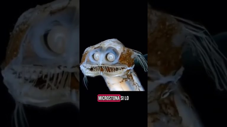 Descubre los detalles de la próxima travesía al fondo del mar argentino y su inicio