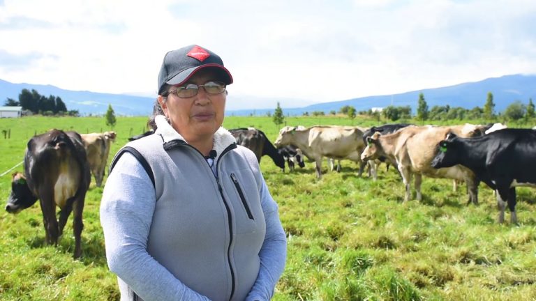 El protector de la vaca madura en la tierra de los terneros