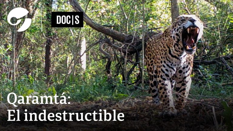 Inquietud por la yaguareté reintroducida en El Impenetrable: su radio collar fue encontrado en el río tras perder contacto