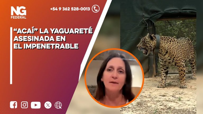 Investigación sobre la desaparición de la yaguareté Acaí en Chaco revela un impacto ambiental por más de 2.600 millones de pesos.