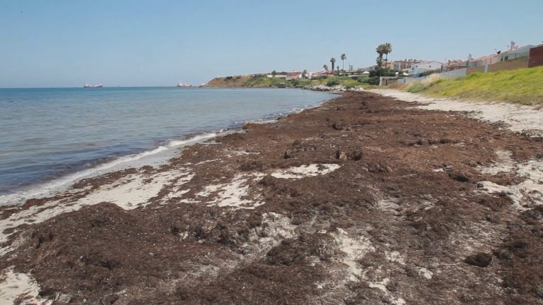 La mujer que combate de forma &uacute;nica a una especie de algas invasoras