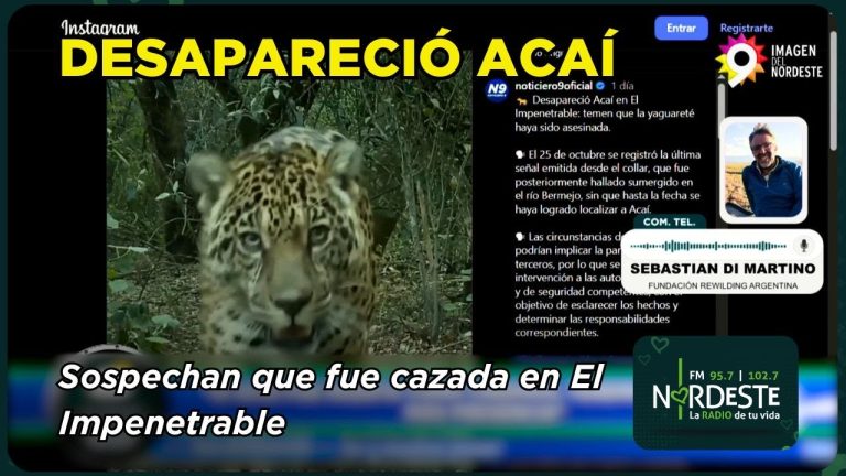 Pérdida del Acaí: preocupación en Chaco y sospechas sobre cazadores de Formosa
