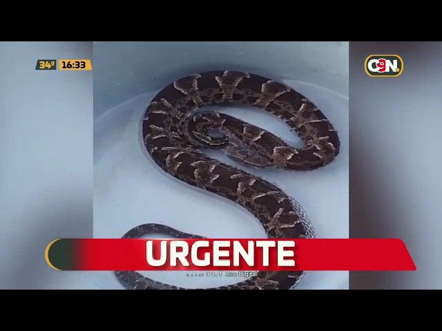 Bajó del camión, lo mordió una yarará y falleció más tarde en su descanso