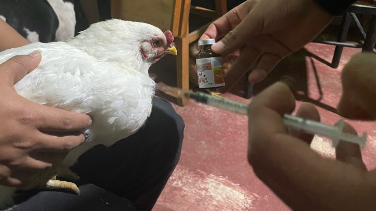 Comienzan las pruebas de una vacuna de ARNm contra la gripe aviar en Argentina