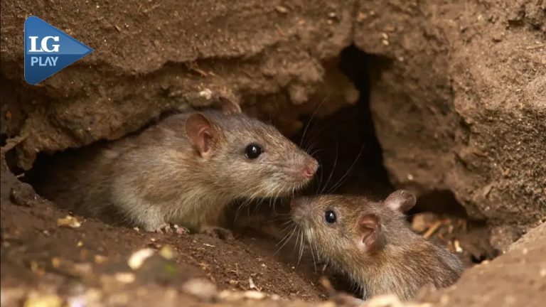 Fallece una mujer por hantavirus en santa fe, tercer caso mortal en lo que va del a&ntilde;o
