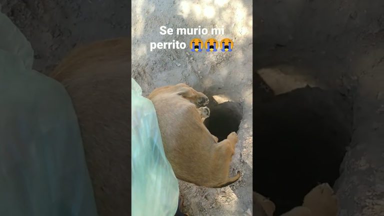 Hurto de un becerro mascota en una escuela y luego lo sacrifican: “Nunca pensamos en tal crueldad