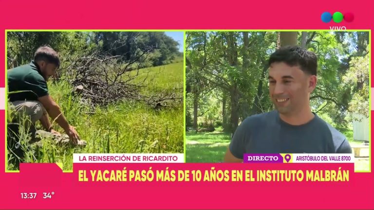 Liberan a un yacar&eacute; despu&eacute;s de una d&eacute;cada en cautiverio en una piscina de Santa Fe