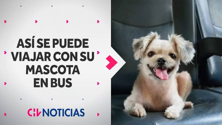 Permiten llevar mascotas en trenes y autobuses de larga distancia.