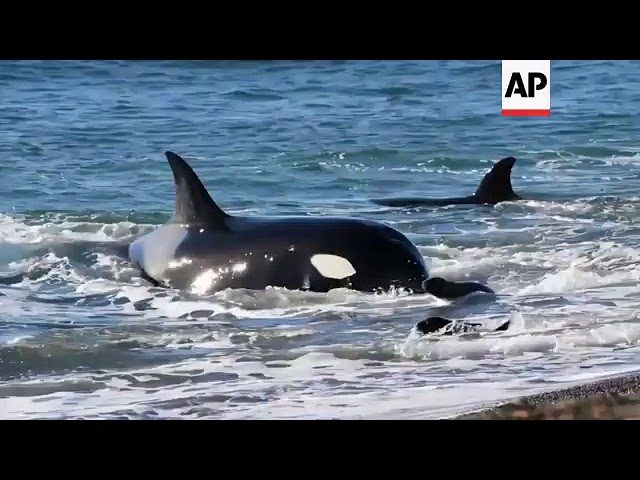 Perro agrede a cría de lobo marino en costa de Chubut