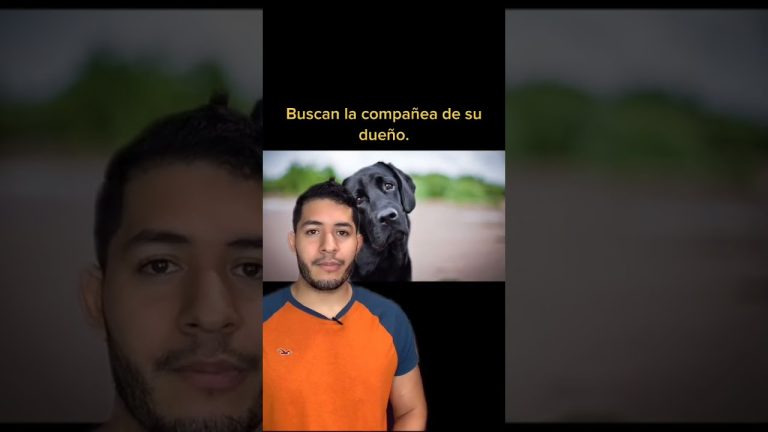 Resultado de la autopsia de la mujer que envenen&oacute; m&aacute;s de diez perros y falleci&oacute; por el mismo t&oacute;xico