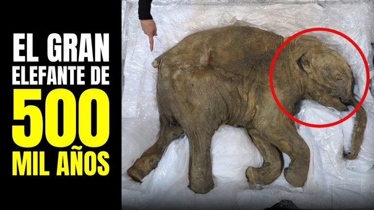 Descubrimiento en la costa: recuperan colmillo de elefante antiguo de 100 milenios