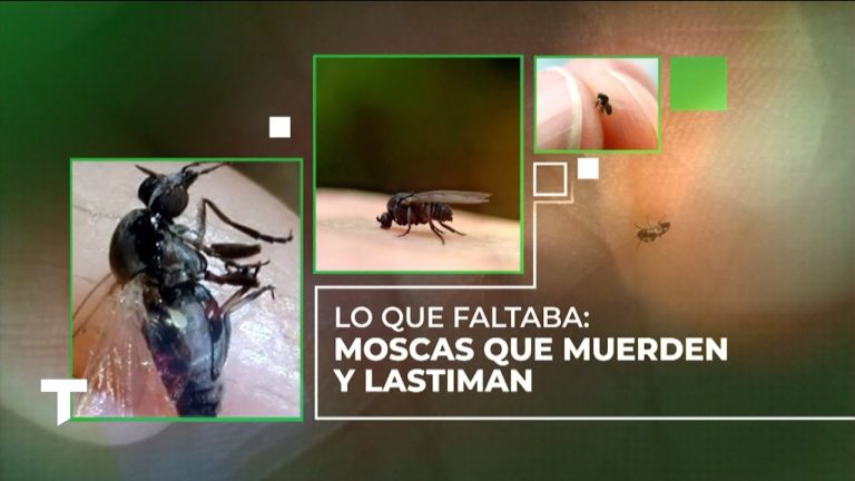 Precauci&oacute;n en Buenos Aires por el barig&uuml;&iacute;: descubre qu&eacute; es la “mosca negra” y c&oacute;mo evitar sus picaduras