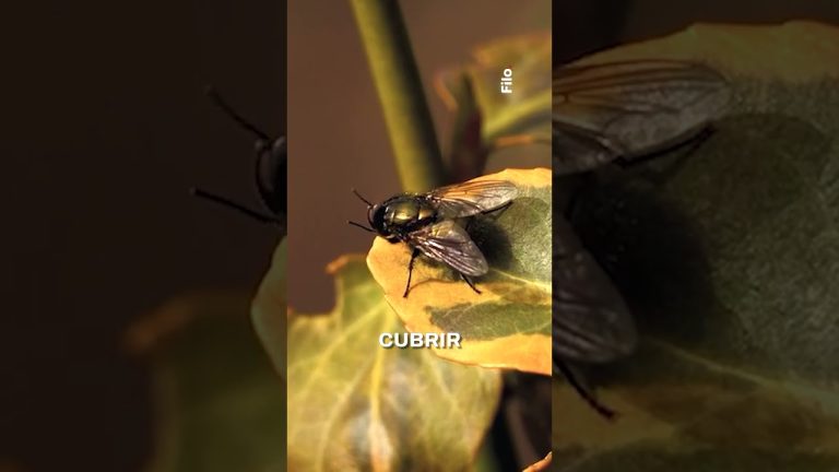 Realidades y falsedades sobre el barig&uuml;&iacute;: ubicaci&oacute;n de la mosca negra y m&eacute;todos de prevenci&oacute;n