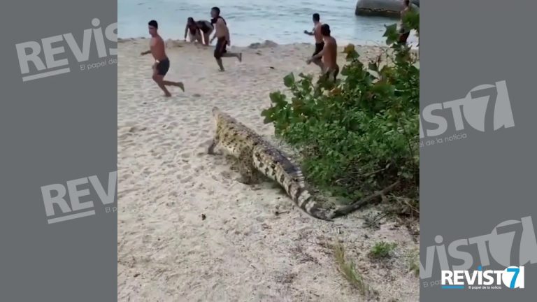 Caimán de dos metros sorprende en playa de Rosario y provoca susto entre los visitantes