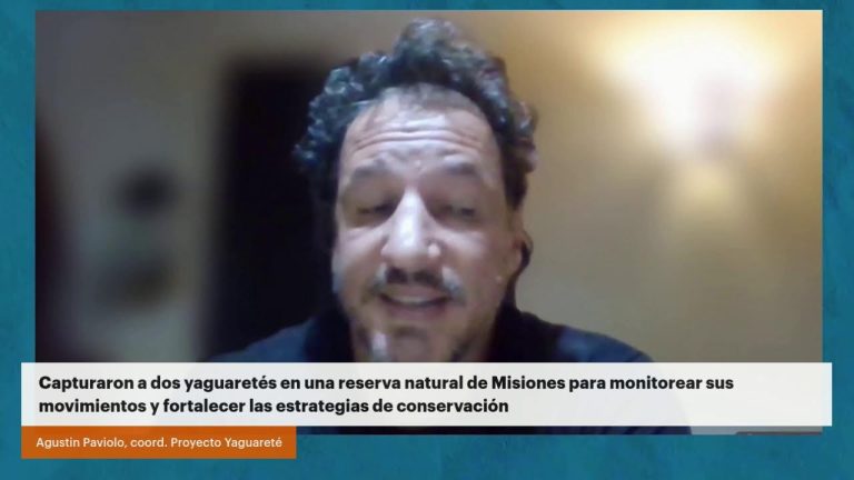 Desaparici&oacute;n de dos cr&iacute;as de yaguaret&eacute; liberadas en reserva natural en Misiones bajo investigaci&oacute;n judicial