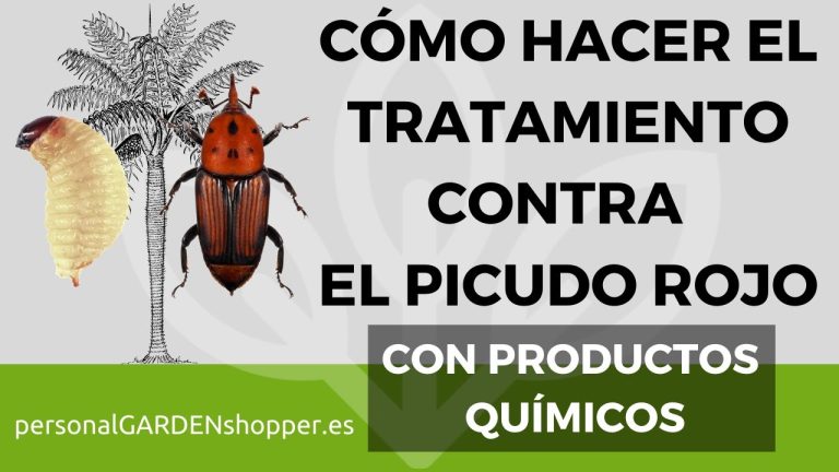 El arribo del escarabajo rojo a la isla y estrategias para proteger las palmeras