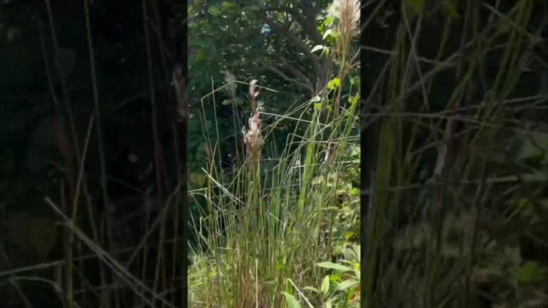 El tesoro oculto de Florian&oacute;polis accesible tras una corta caminata: “Es hermoso, casi irreal