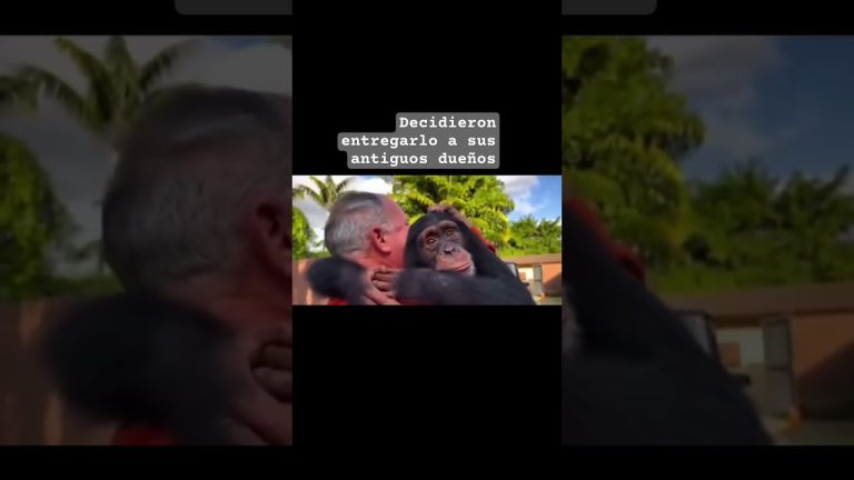 Fallecimiento de Tomy, el chimpanc&eacute; del zool&oacute;gico de La Plata, intercambiado dentro de un programa y considerado para “derechos legales