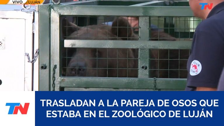 Trasladan a Europa osos pardos y tigresa bengala desde antiguo zoológico de Luján.