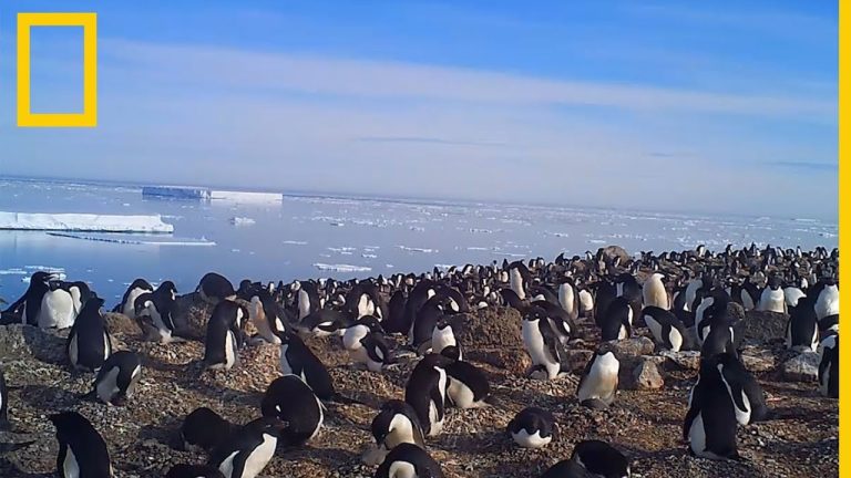 Inusual descubrimiento: hallan un pingüino subantártico en la costa del río en Vicente López.