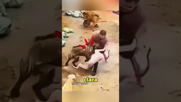 Fallece un jubilado tras ser mordido al intentar detener una pelea entre perros