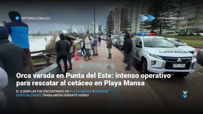 Fuerte tormenta en Punta del Este: yates encallados y sacrificio de una orca varada
