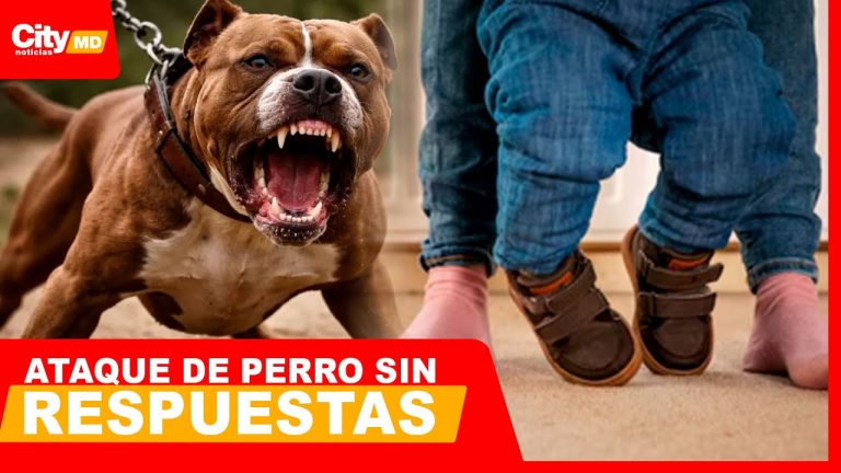 Grupo de perros agrede a ni&ntilde;o de 7 a&ntilde;os mientras jugaba en su patio, causando su hospitalizaci&oacute;n