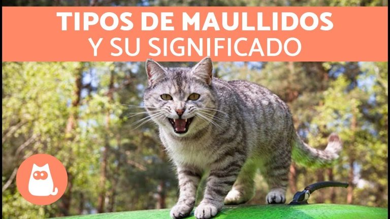 Relatos felinos con sonido de maullidos.