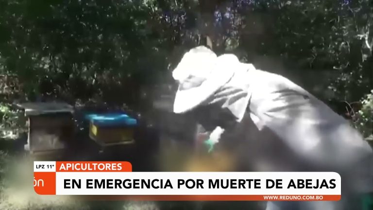 Rescate de más de 300 animales atrapados en el barro en Tucumán por un apicultor, su hijo y una ONG