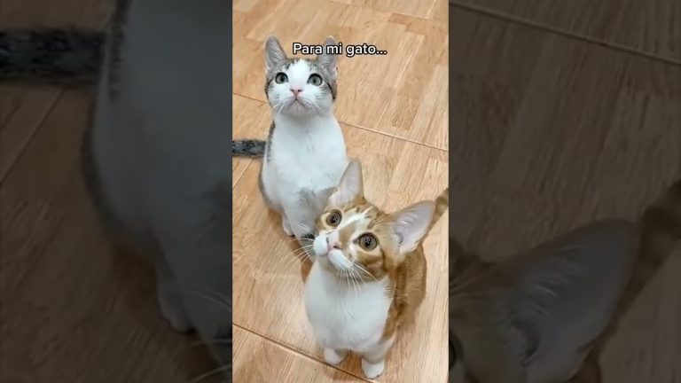 Secretos personales: el extra&ntilde;o caso del gato que adopt&eacute; al atraerlo con comida