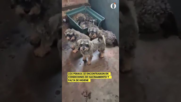 Tres trabajadores sufrieron heridas al colapsar una obra de excavaci&oacute;n pr&oacute;xima al puente Labruna en N&uacute;&ntilde;ez