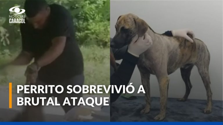 Un perro fue cruelmente maltratado en un grave incidente de abuso en Palermo