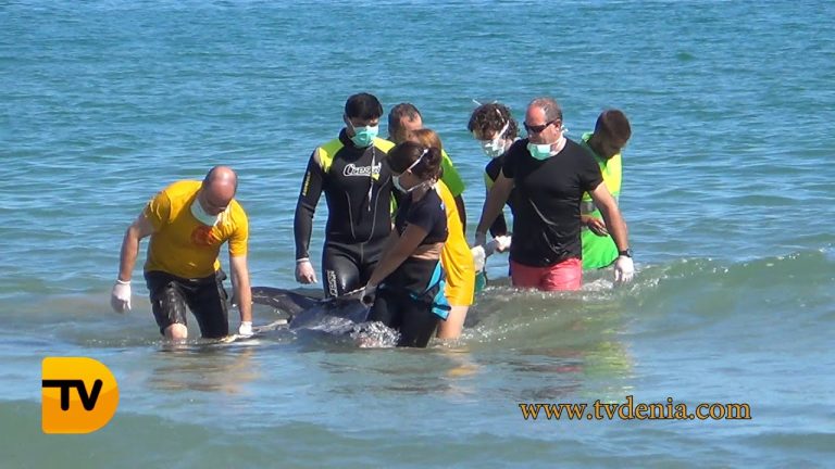 Falleció el cetáceo encallado en la playa de San Isidro: razones de la complejidad del rescate