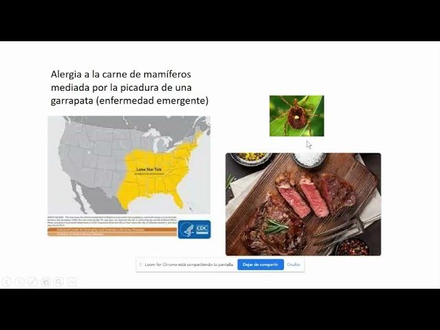 La UBA crea el primer cerdo transgénico latinoamericano para trasplantes