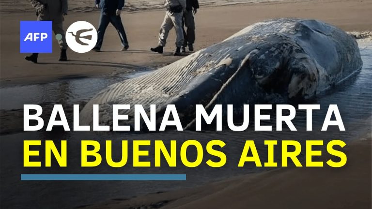 Preocupación en San Isidro por ballena encallada en el Río de la Plata