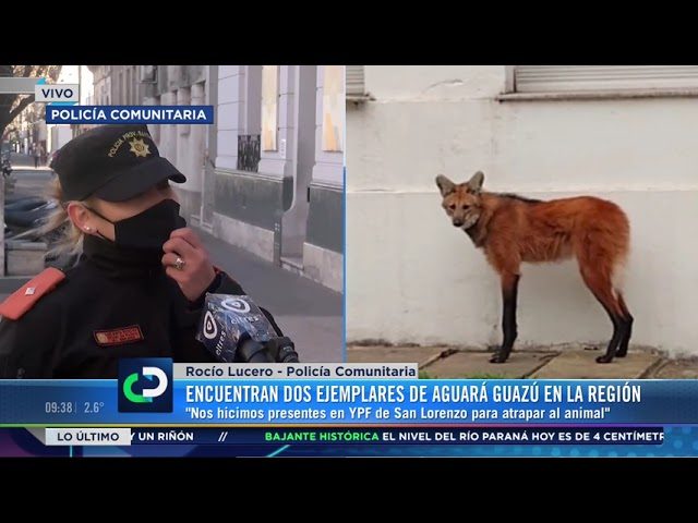 Rescatan a dos ejemplares de aguará guazú, rehabilitados sin contacto humano y liberados tras nueve meses: el relato de su vida