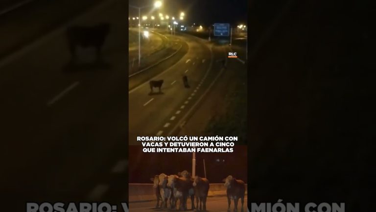 Accidente de camión jaula en Rosario: ganado escapado y cinco arrestos por faenado clandestino