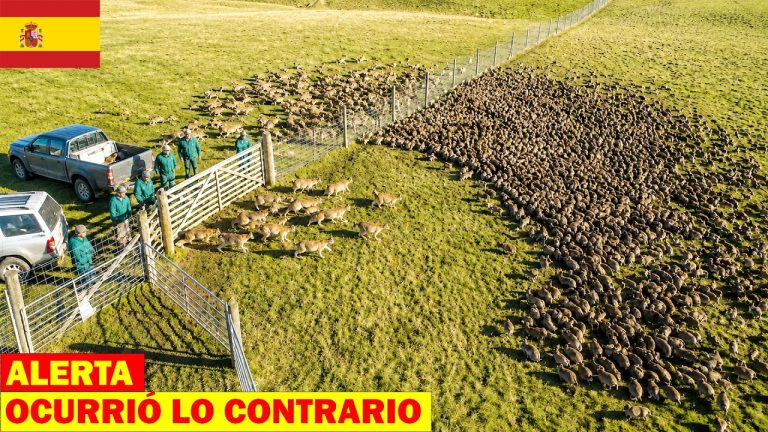 Descubren señales del regreso del huillín en parque nacional tras décadas y aumenta la esperanza de su recolonización