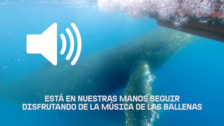 El sonido de los barcos disminuye hasta un 45% la detección de cantos de ballena, según estudios científicos