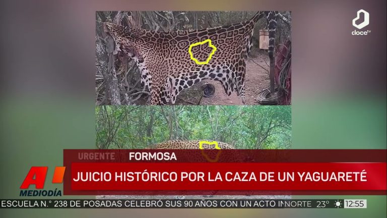 Hist&oacute;rico juicio en Formosa por caza ilegal de yaguaret&eacute;: incautaci&oacute;n de armas y hallazgo de puma congelado